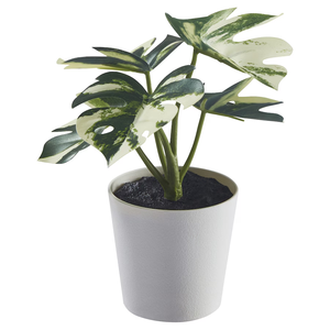 FEJKA MONSTERA 6cm