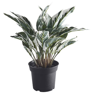FEJKA PLANTA ARTIFICIAL CALATEA 15CM