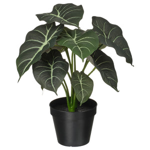 FEJKA ALOCASIA 12CM