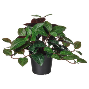 FEJKA ORQUIDEA JOYA 9CM